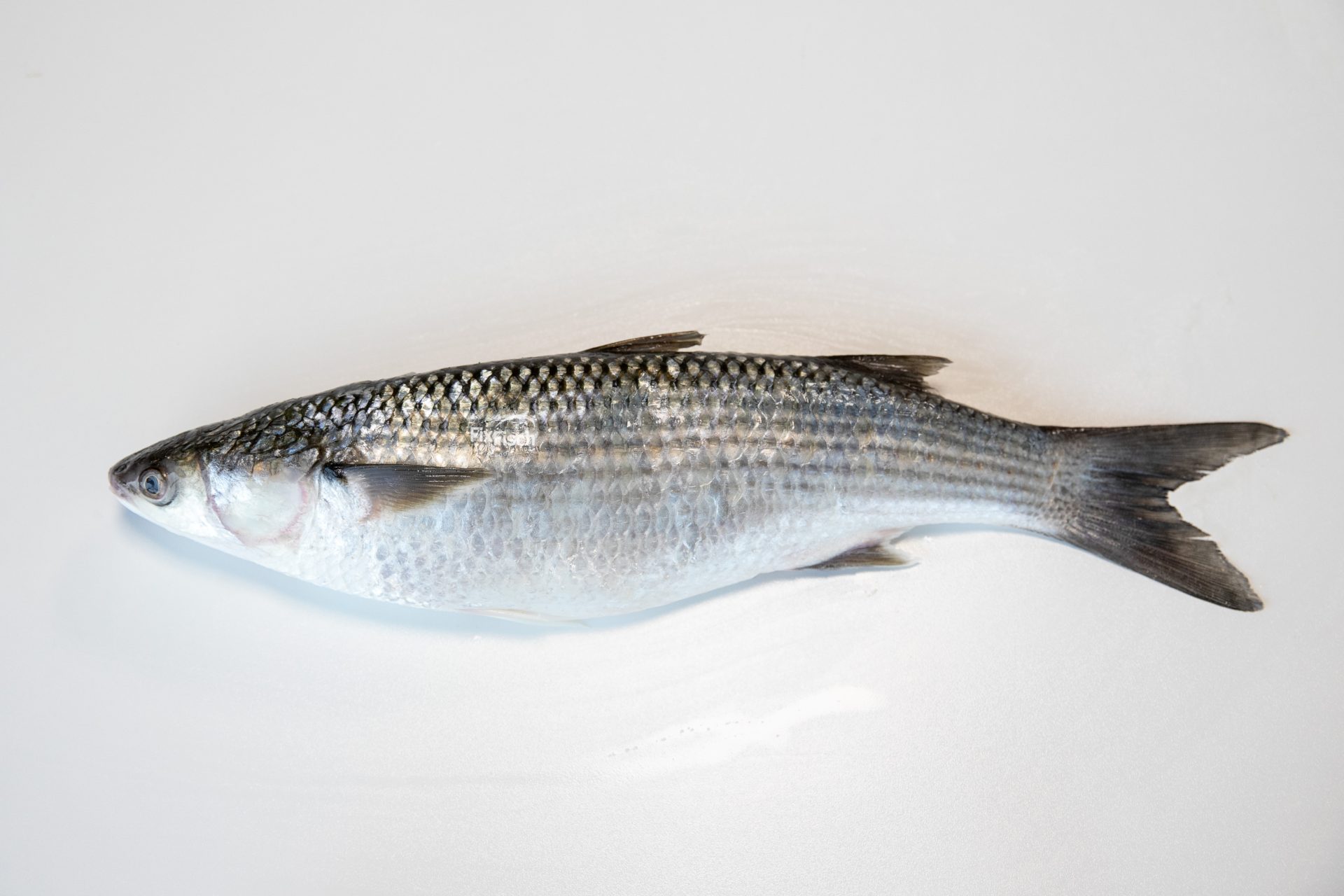Ontdek de Harder: Een veelzijdige en smaakvolle vis bij Fix Fisch