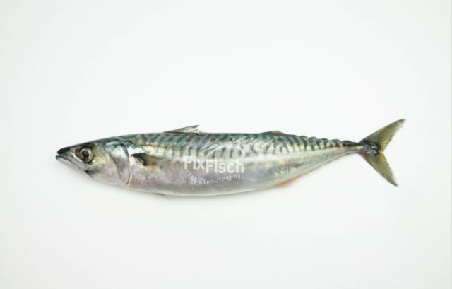 Dubbelzinnig Verspreiding vermijden Makreel, Een vis met stevig vlees en veel smaak - Fix Fisch