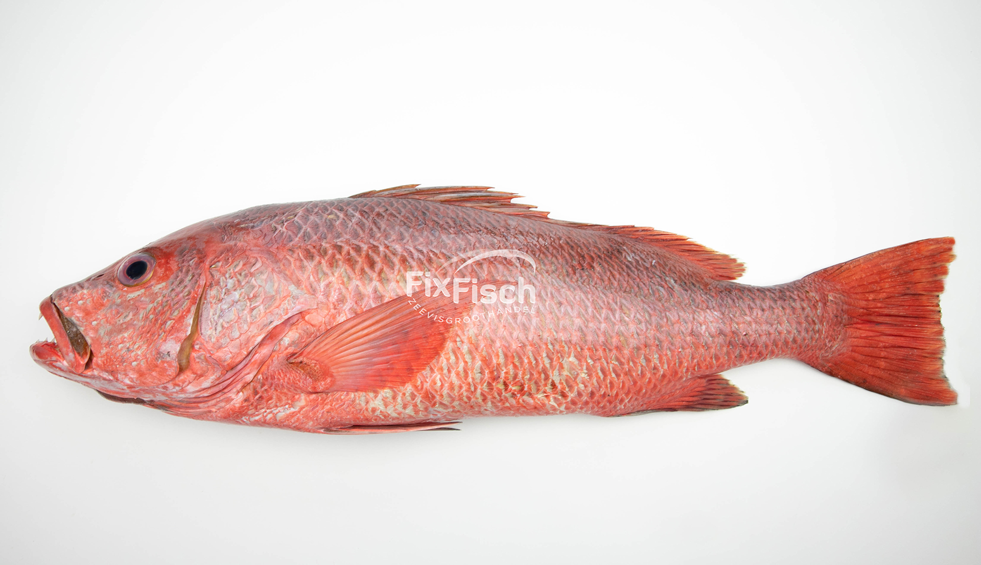 snap Pracht Skiën Red snapper, Prachtige en heerlijke zoutwatervis - Fix Fisch