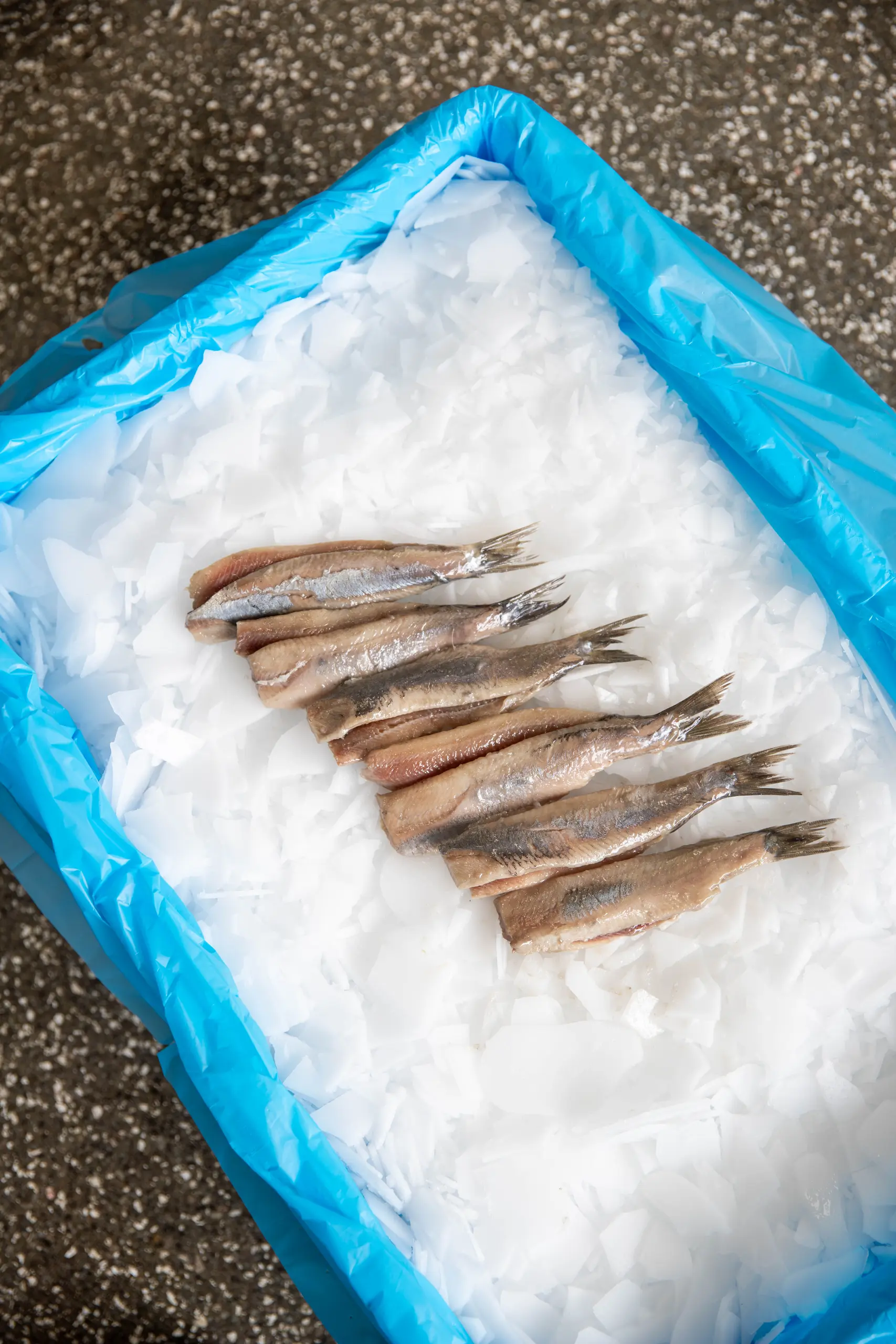 Haring (Hollandse nieuwe)