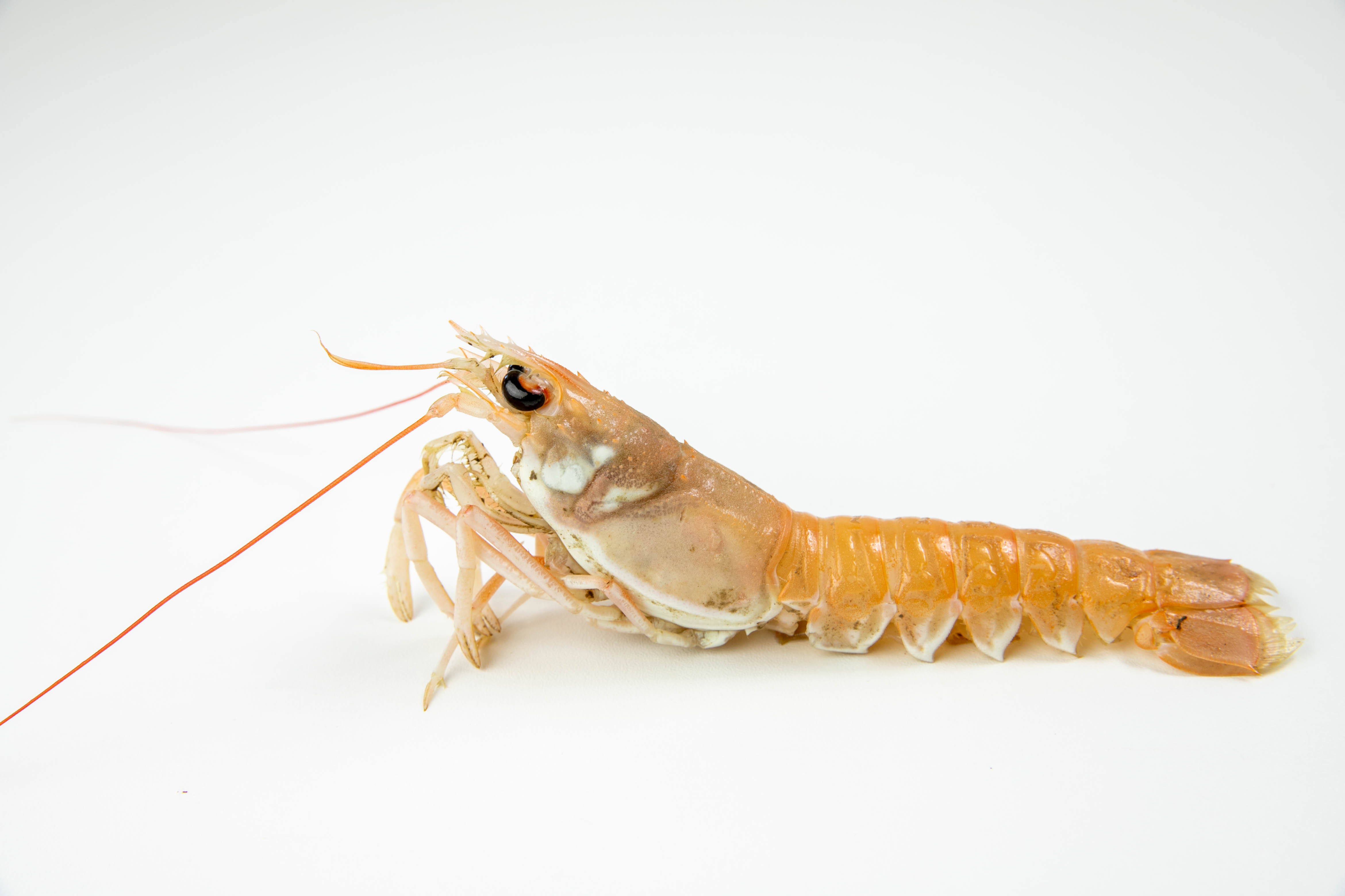 Langoustine