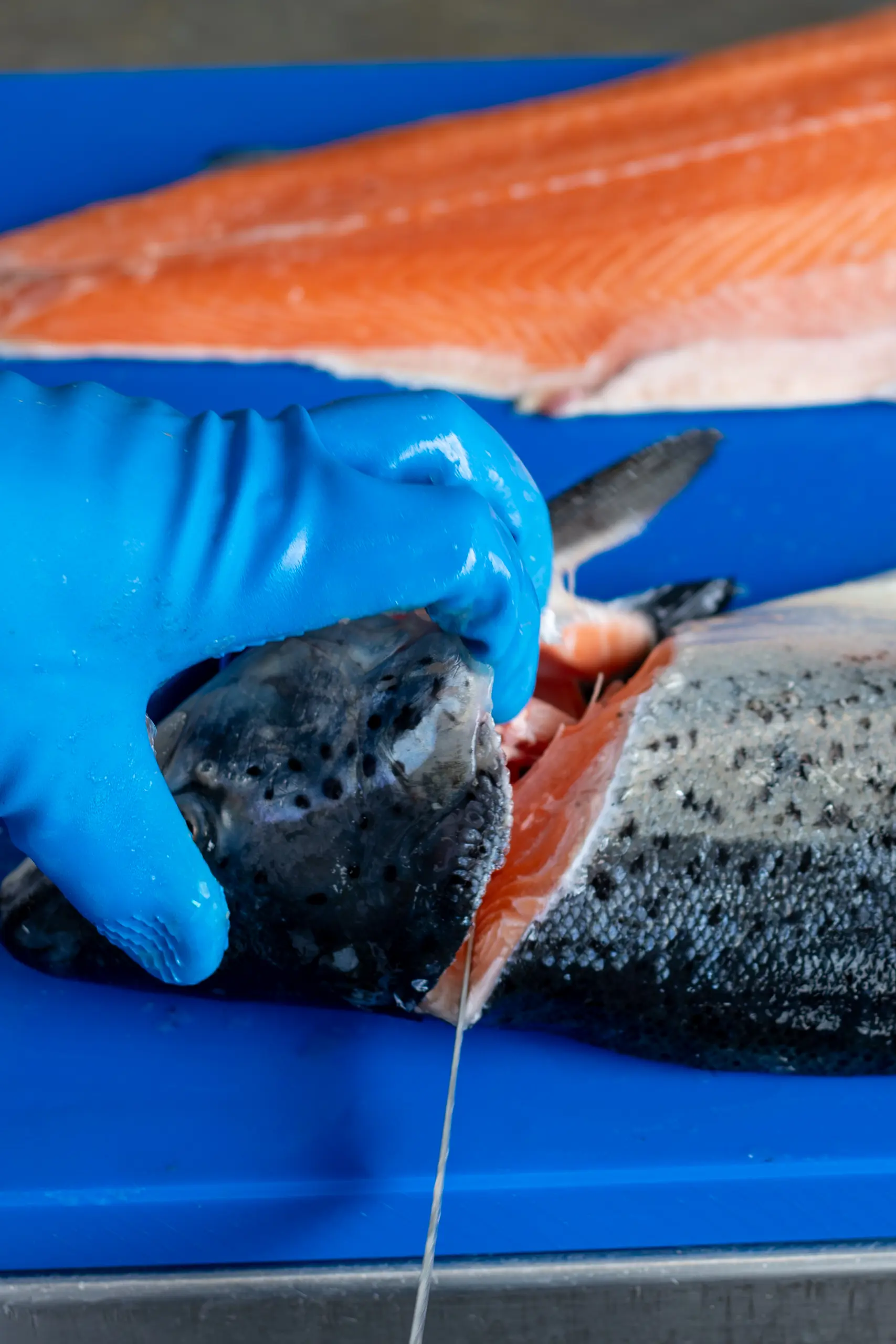 Fix fisch - exclusieve producten - visgroothandel - zalm - pre rigor