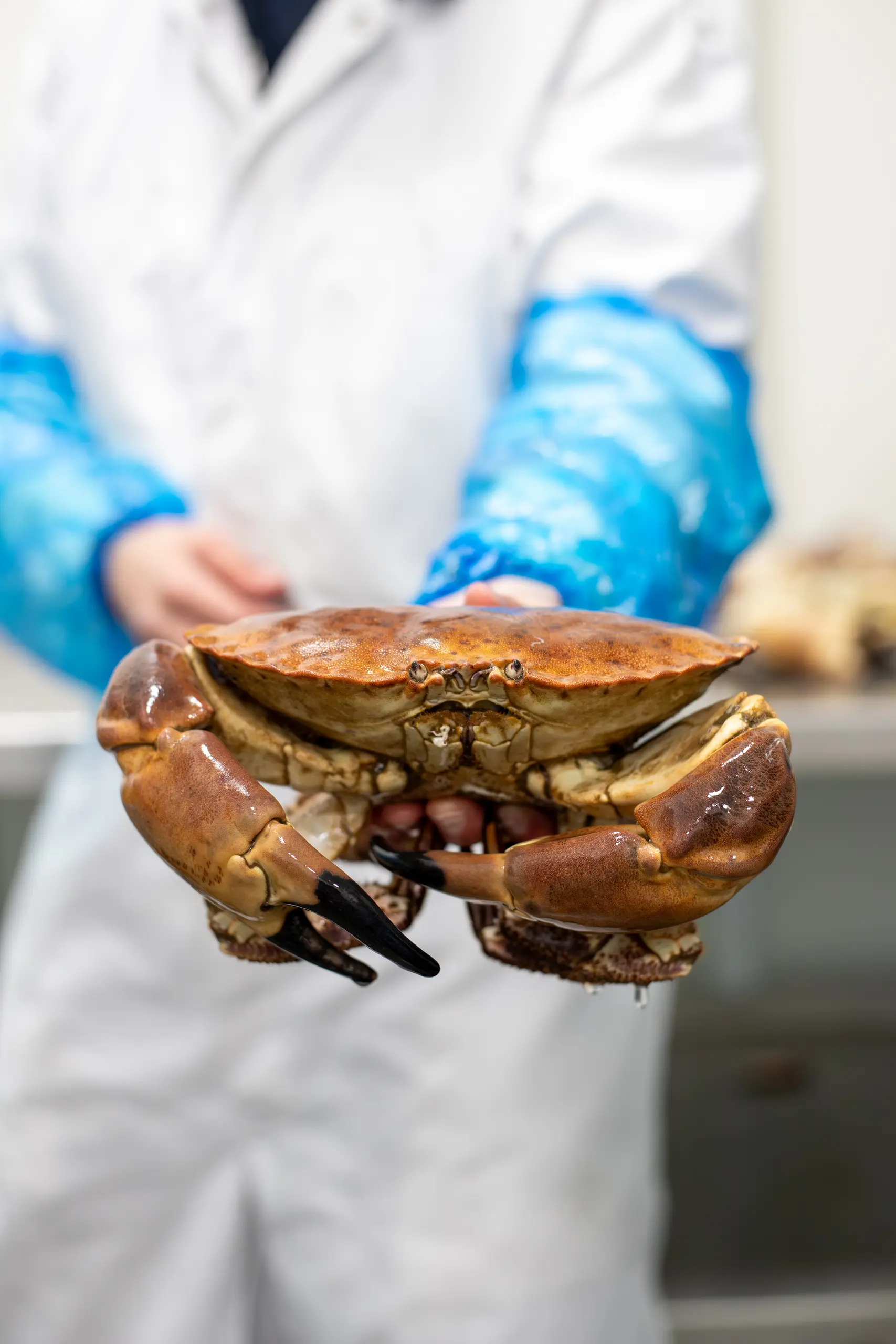 Krab (Noordzee)