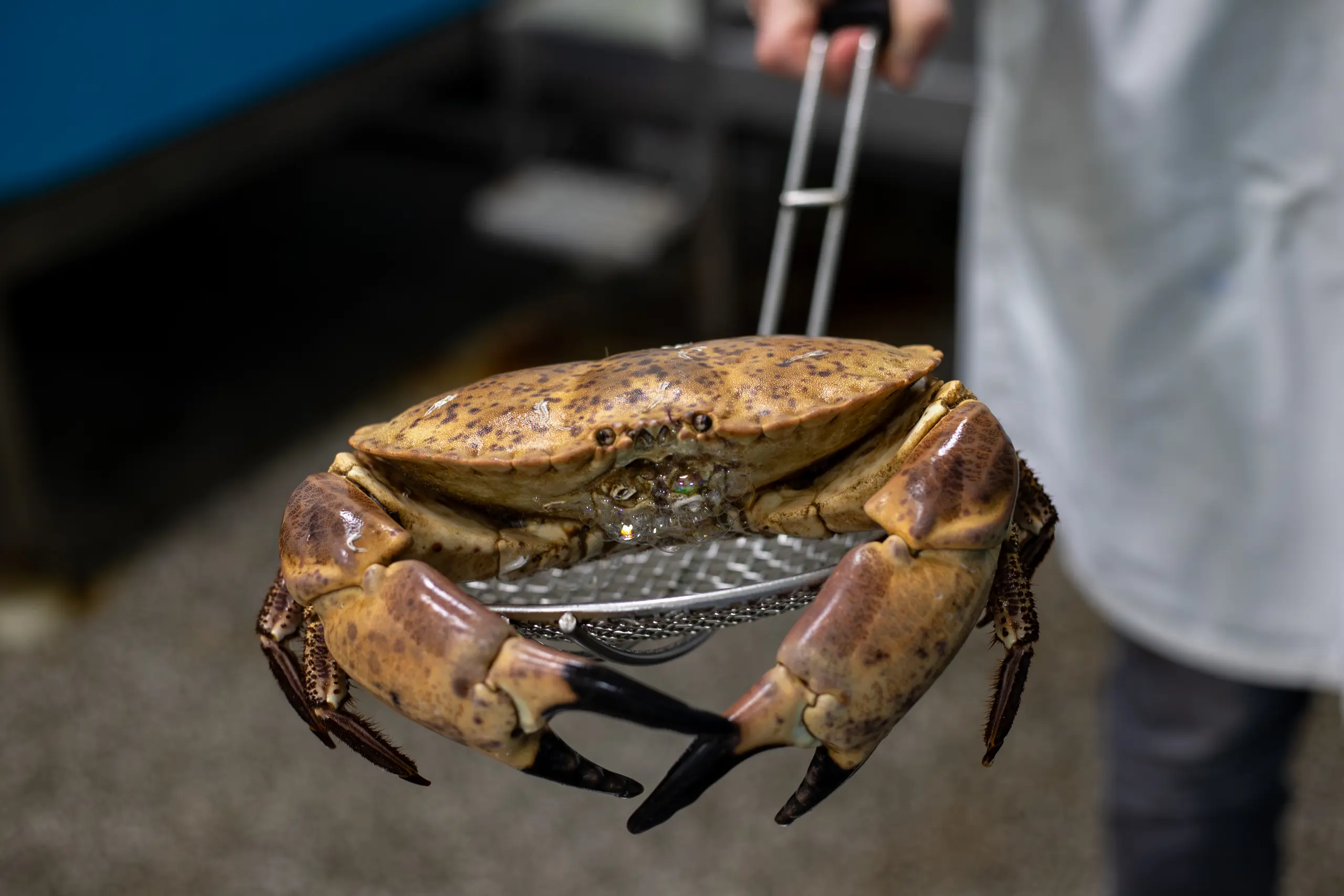 noordzeekrab van fix fisch