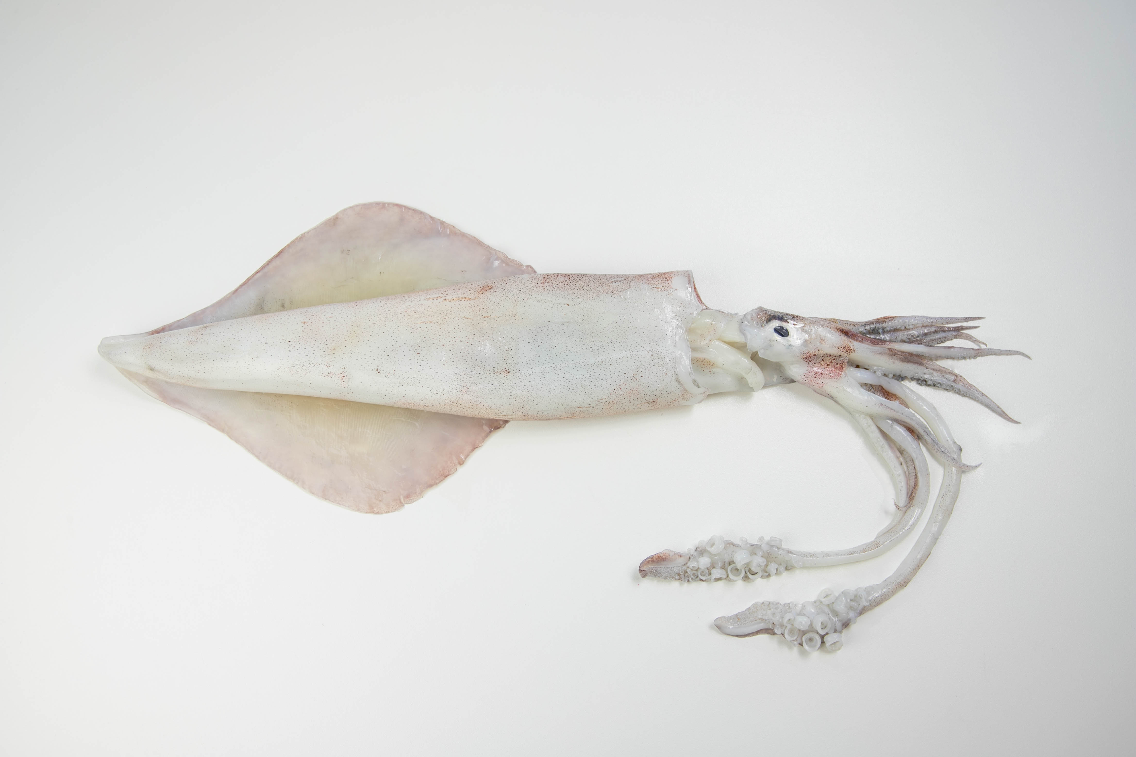 Inktvis (Pijlinktvis)