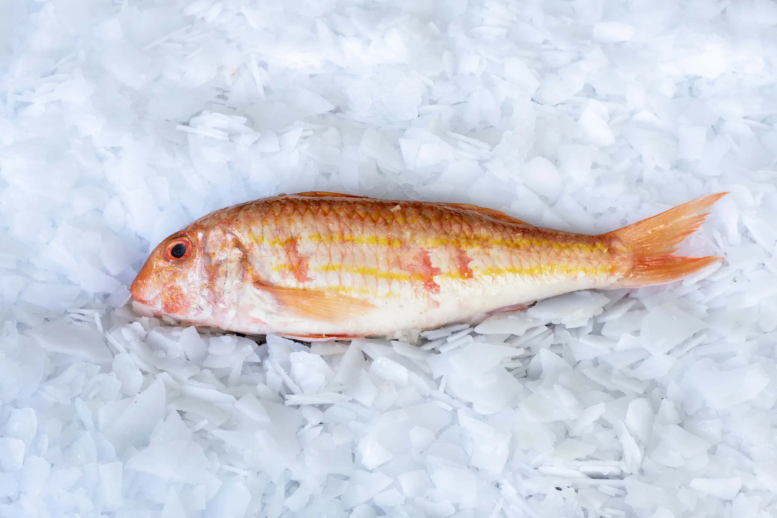 Red Mullet