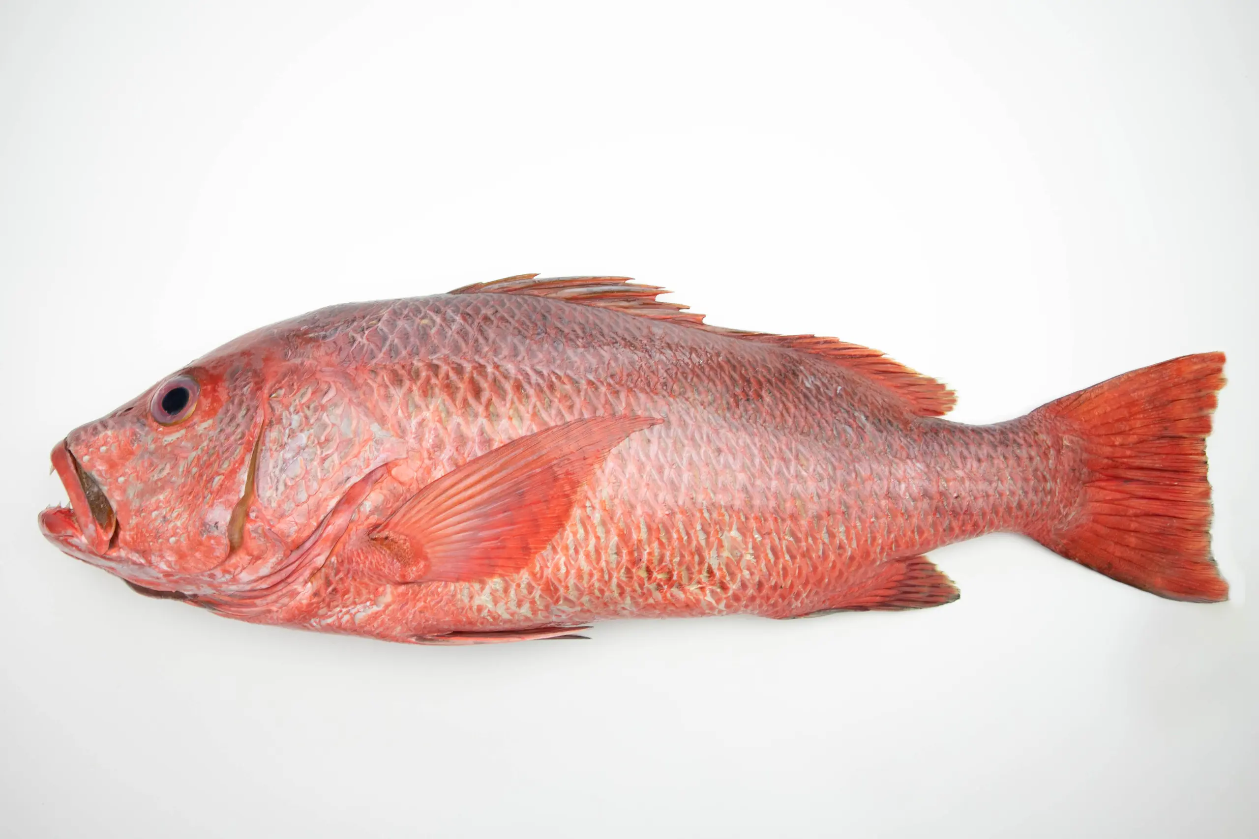 Red snapper