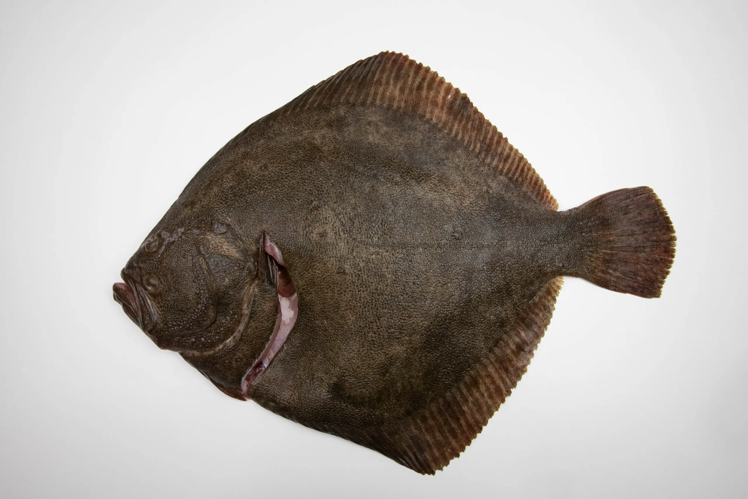 Tarbot - Fix Fisch