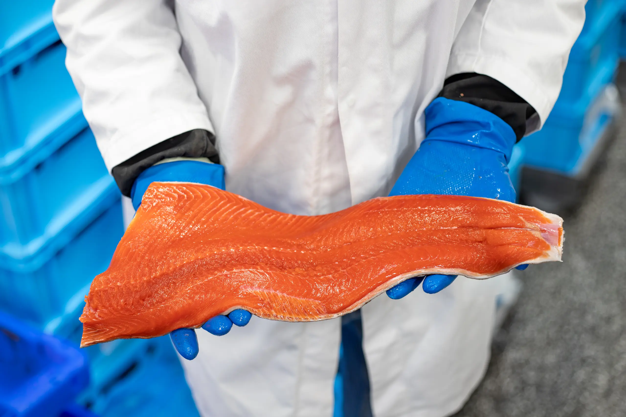 sockeye zalm bij fix fisch